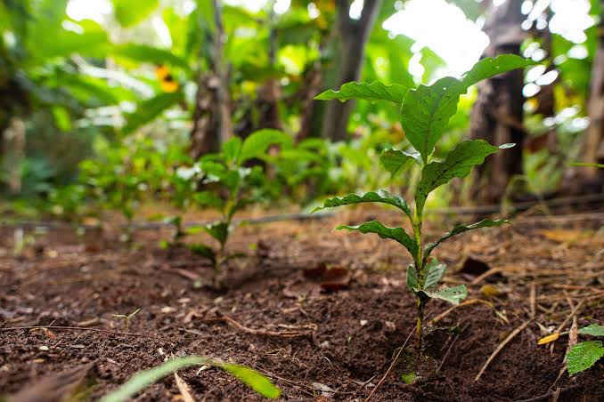 Students planting saplings in rows